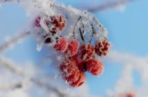 Москву накроют аномальные морозы до конца первой недели февраля