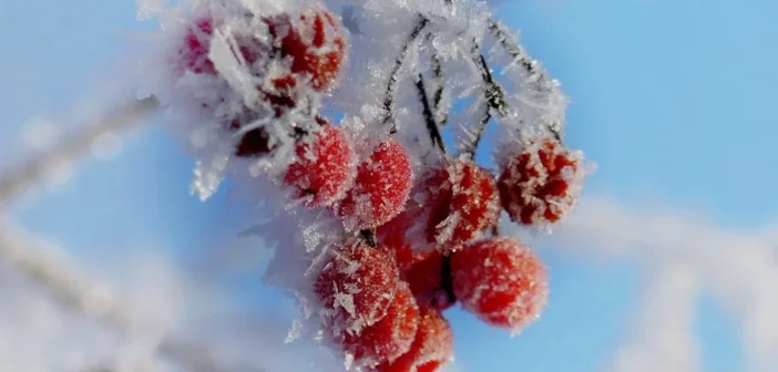 Москву накроют аномальные морозы до конца первой недели февраля