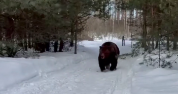 Мизулина и Shaman опубликовали пугающее видео с медведем