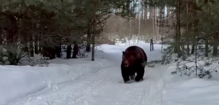 Мизулина и Shaman опубликовали пугающее видео с медведем