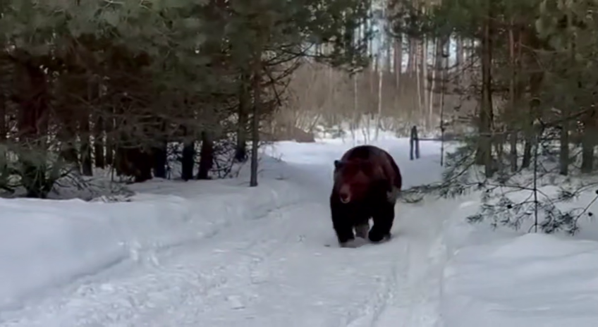 Мизулина и Shaman опубликовали пугающее видео с медведем