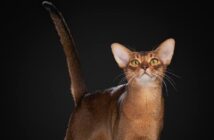 Абиссинец из Москвы признан лучшим котом мира