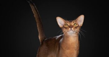 Абиссинец из Москвы признан лучшим котом мира