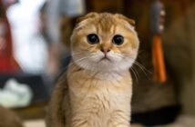 В России готовятся ввести обязательную регистрацию кошек и собак