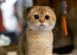 В России готовятся ввести обязательную регистрацию кошек и собак