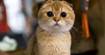 В России готовятся ввести обязательную регистрацию кошек и собак