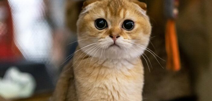 В России готовятся ввести обязательную регистрацию кошек и собак