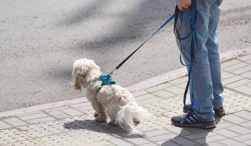 В России обсуждают введение налога на выгул собак