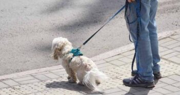В России обсуждают введение налога на выгул собак