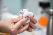 В России создали «умный» хлопок, который уничтожает бактерии и грязь