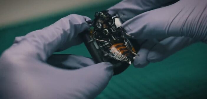 Немецкий стартап начал поставки насекомых-киборгов для Бундесвера