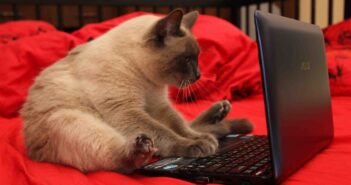 Охота Роскомнадзора на Telegram парализовала дистанционную работу в России