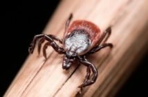 Роспотребнадзор заявил, что агрессивные клещи-охотники не смогут выжить в Москве