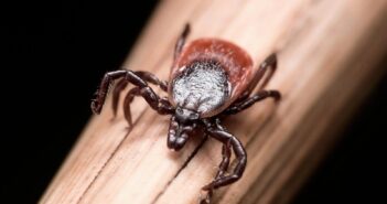 Роспотребнадзор заявил, что агрессивные клещи-охотники не смогут выжить в Москве