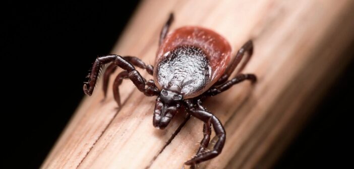 Роспотребнадзор заявил, что агрессивные клещи-охотники не смогут выжить в Москве