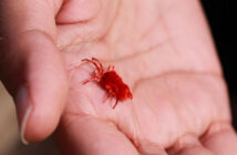 Гигантские клещи-охотники за людьми захватывают юг России