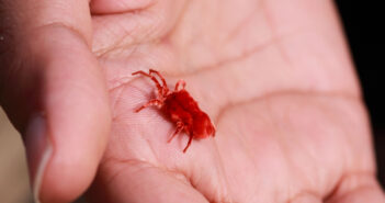 Гигантские клещи-охотники за людьми захватывают юг России