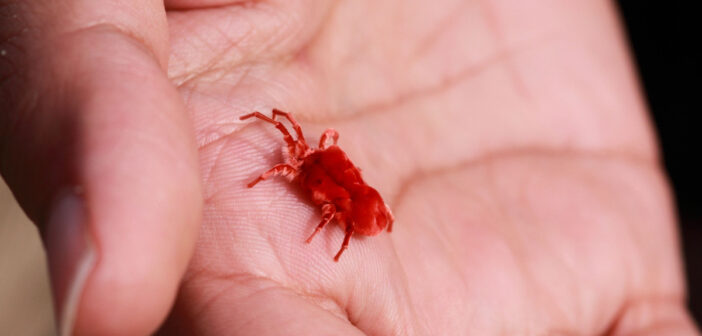 Гигантские клещи-охотники за людьми захватывают юг России