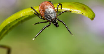 Клещи в Москве открыли сезон охоты раньше времени