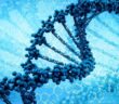 Российские ученые первыми в мире заблокируют ген старения