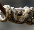 В России заблокировали Python для программистов