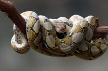 В России заблокировали Python для программистов