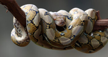 В России заблокировали Python для программистов
