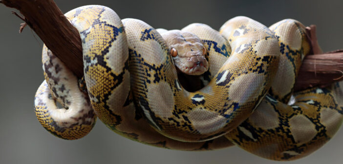 В России заблокировали Python для программистов