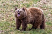 Медведь убил туристку на Телецком озере. Почему звери вышли к людям